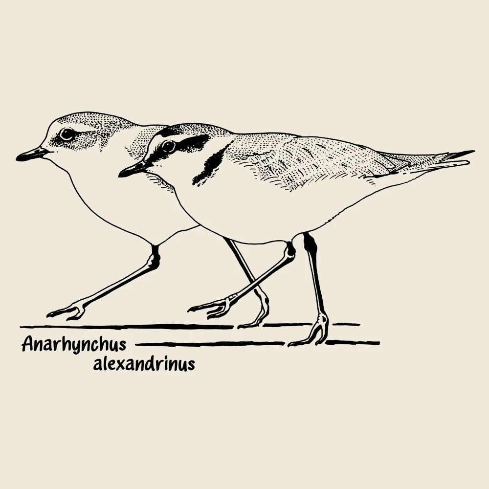 Kentish Plover T-Shirt
