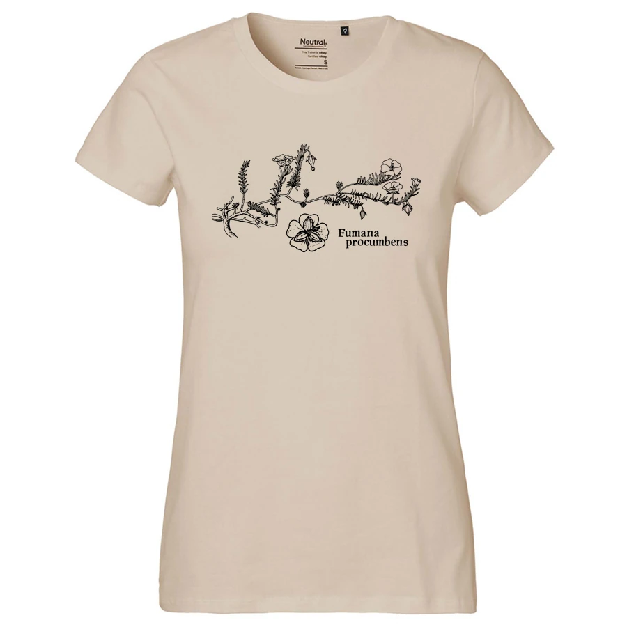 Sprawling Needle Sunrose Girlie