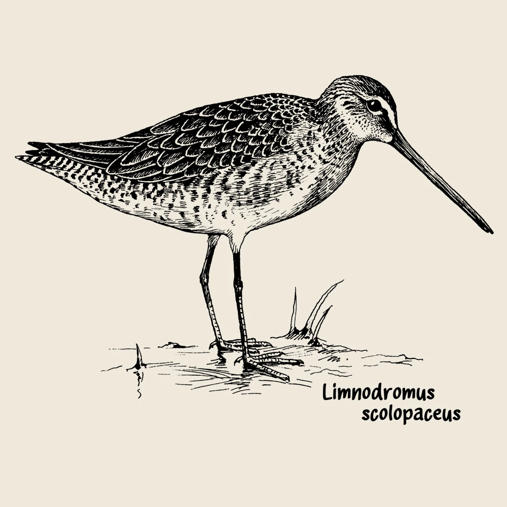 Long-billed Dowitcher Longsleeve