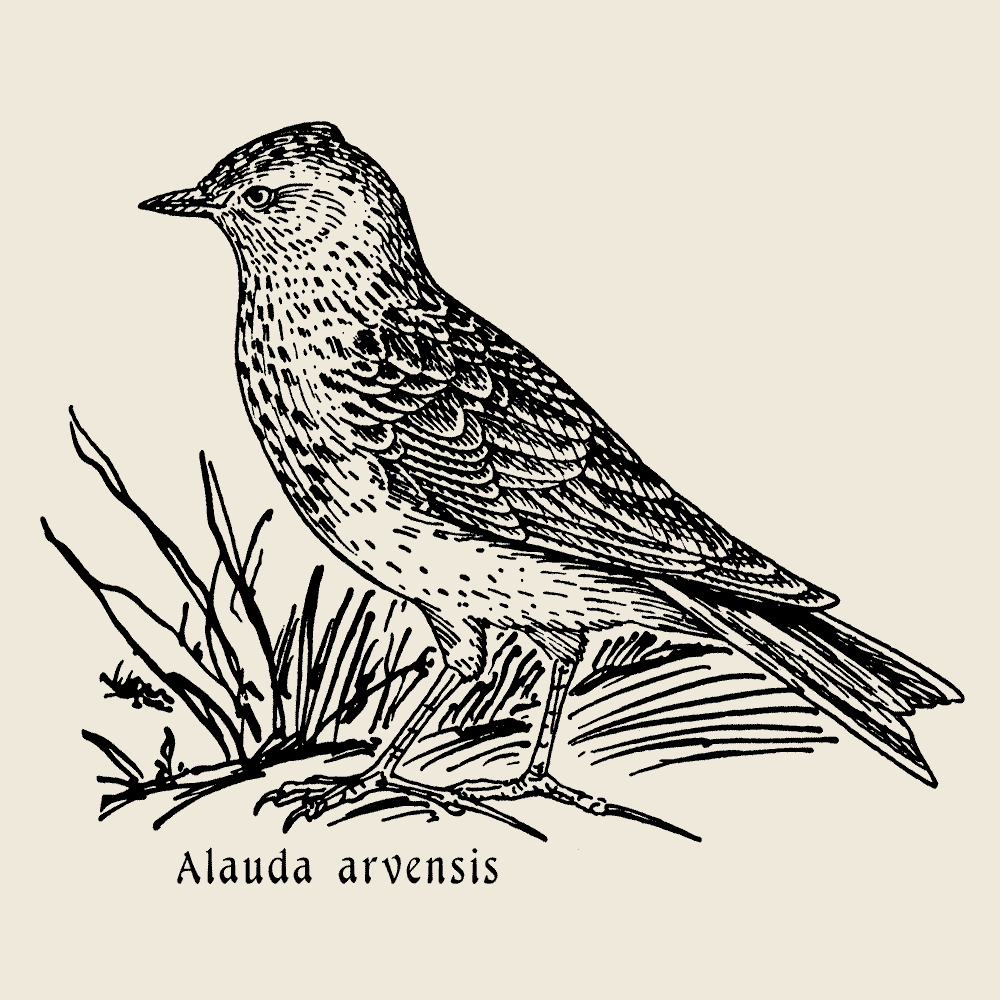 Feldlerche, Alauda arvensis, Vogelshirt