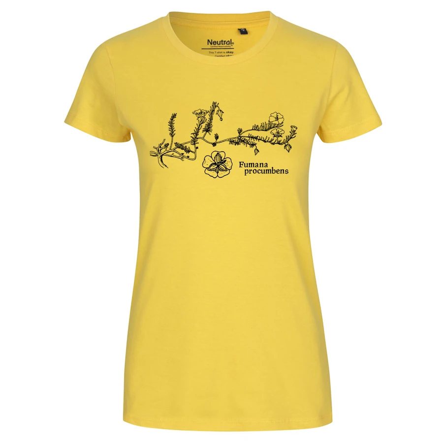 Sprawling Needle Sunrose Girlie