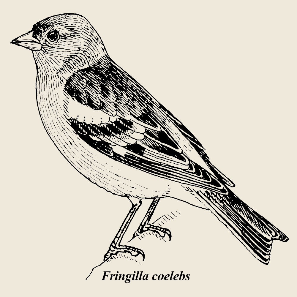 Common Chaffinch  T-Shirt