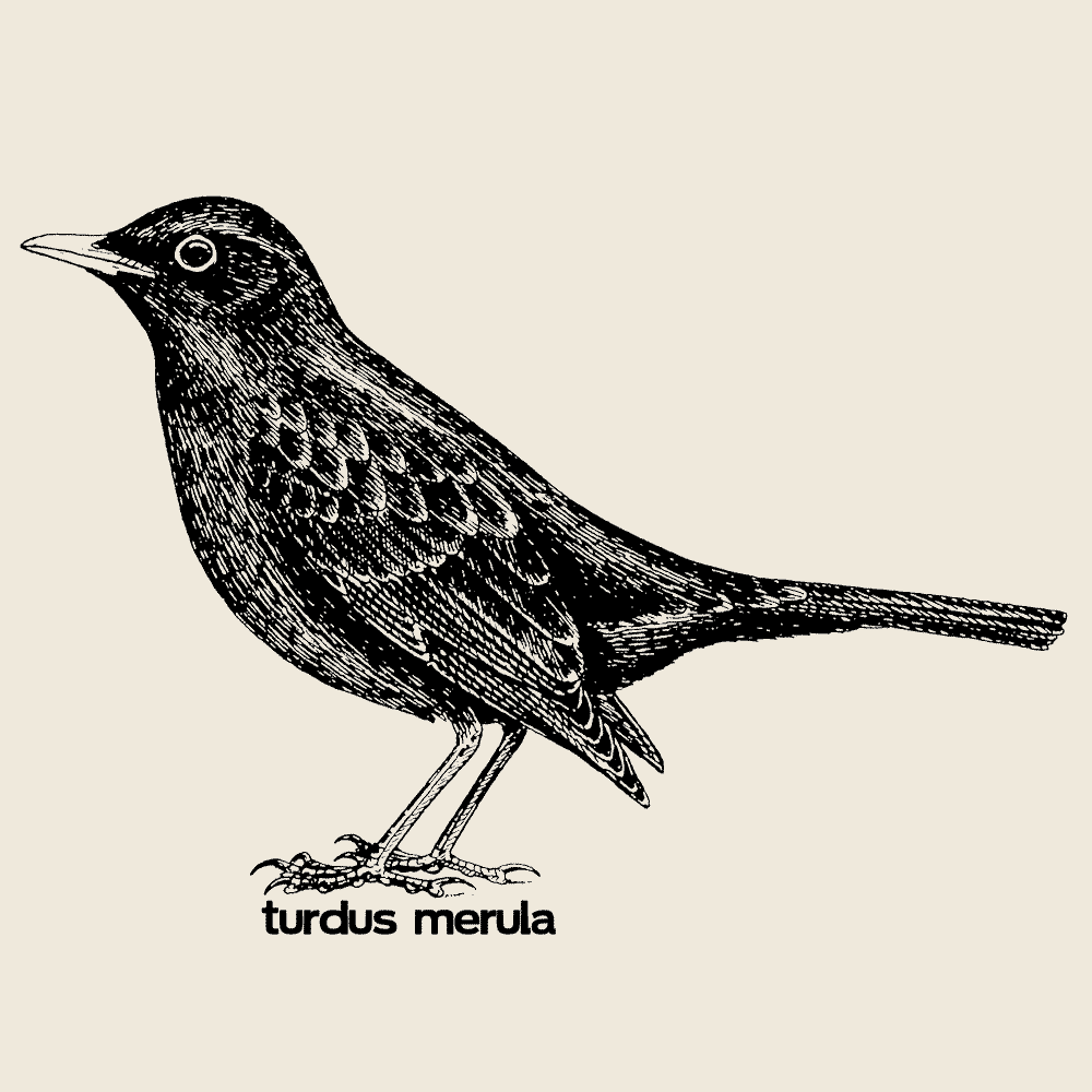 Common Blackbird  Hoodie