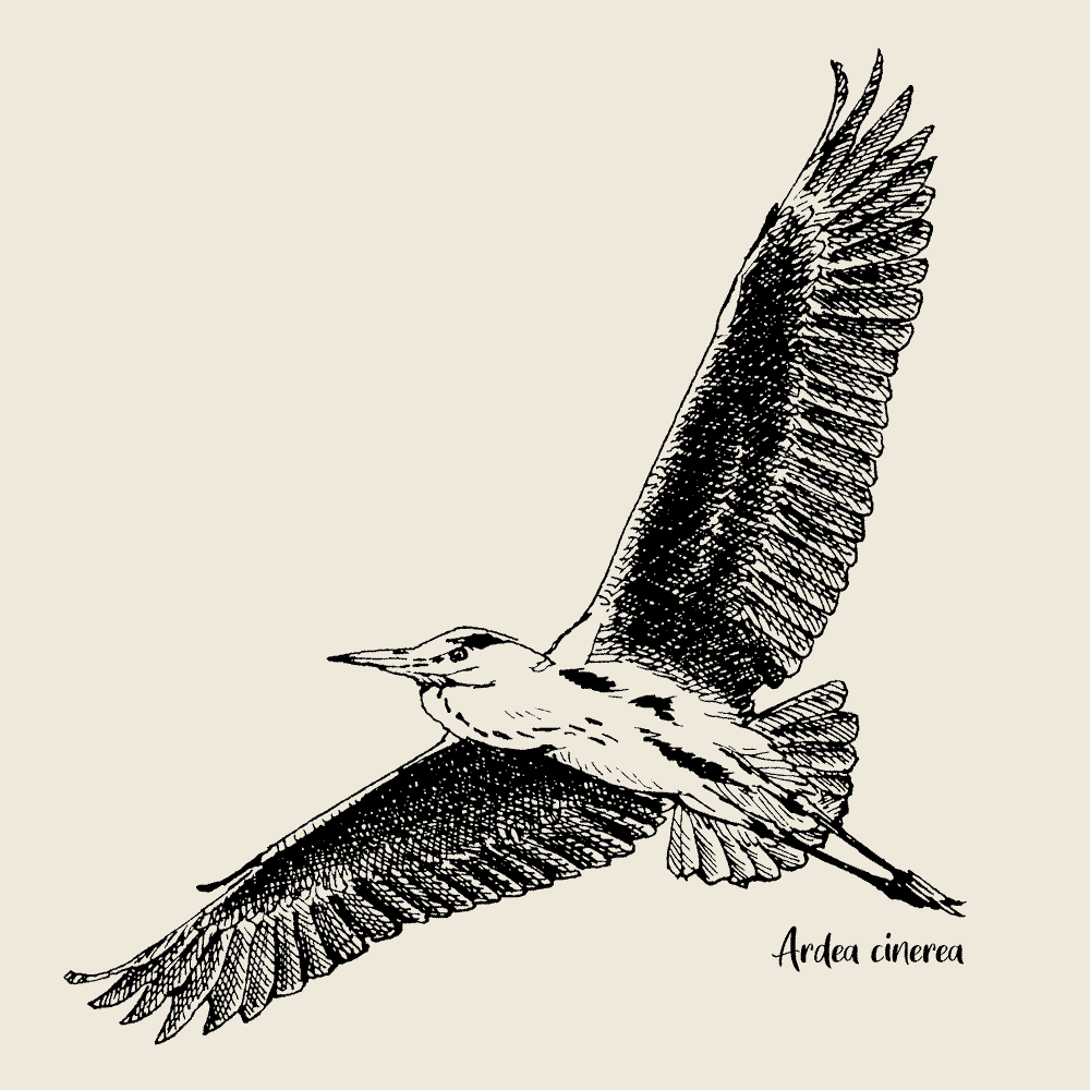 Gray Heron Hoodie