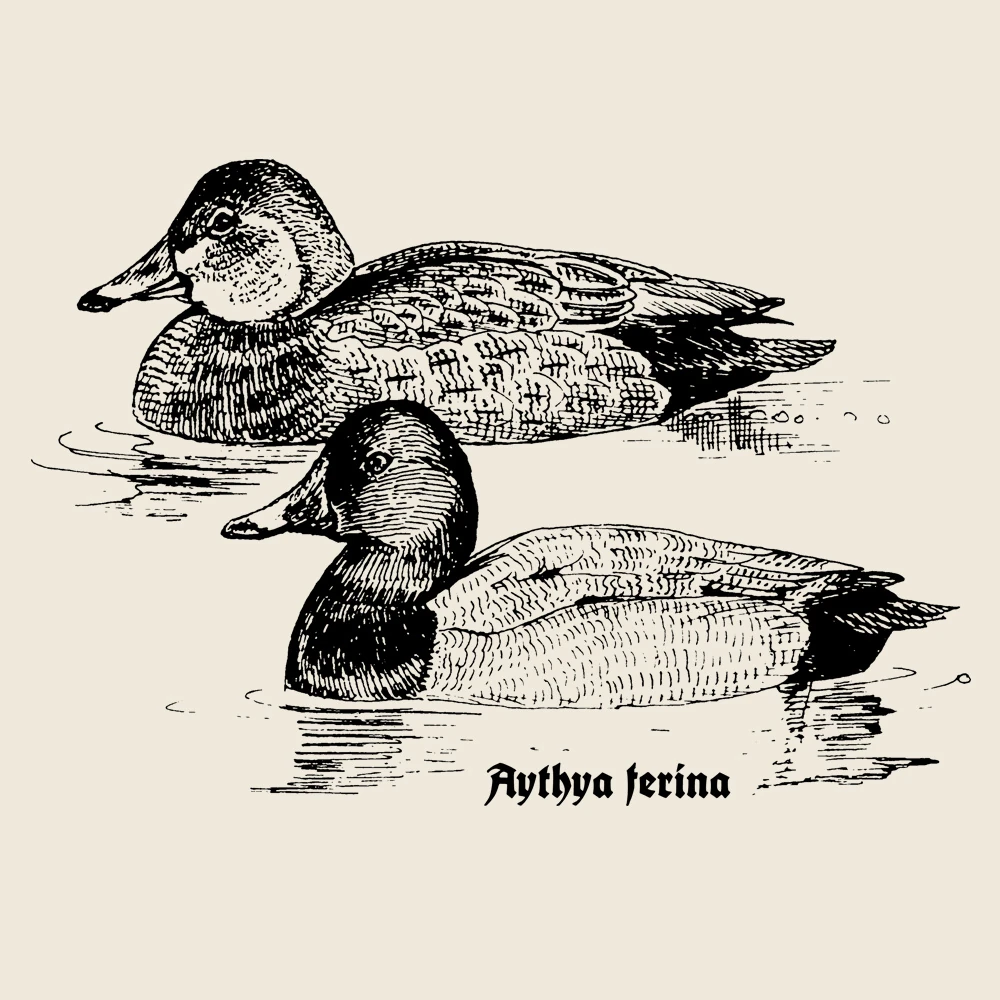 Common Pochard T-Shirt