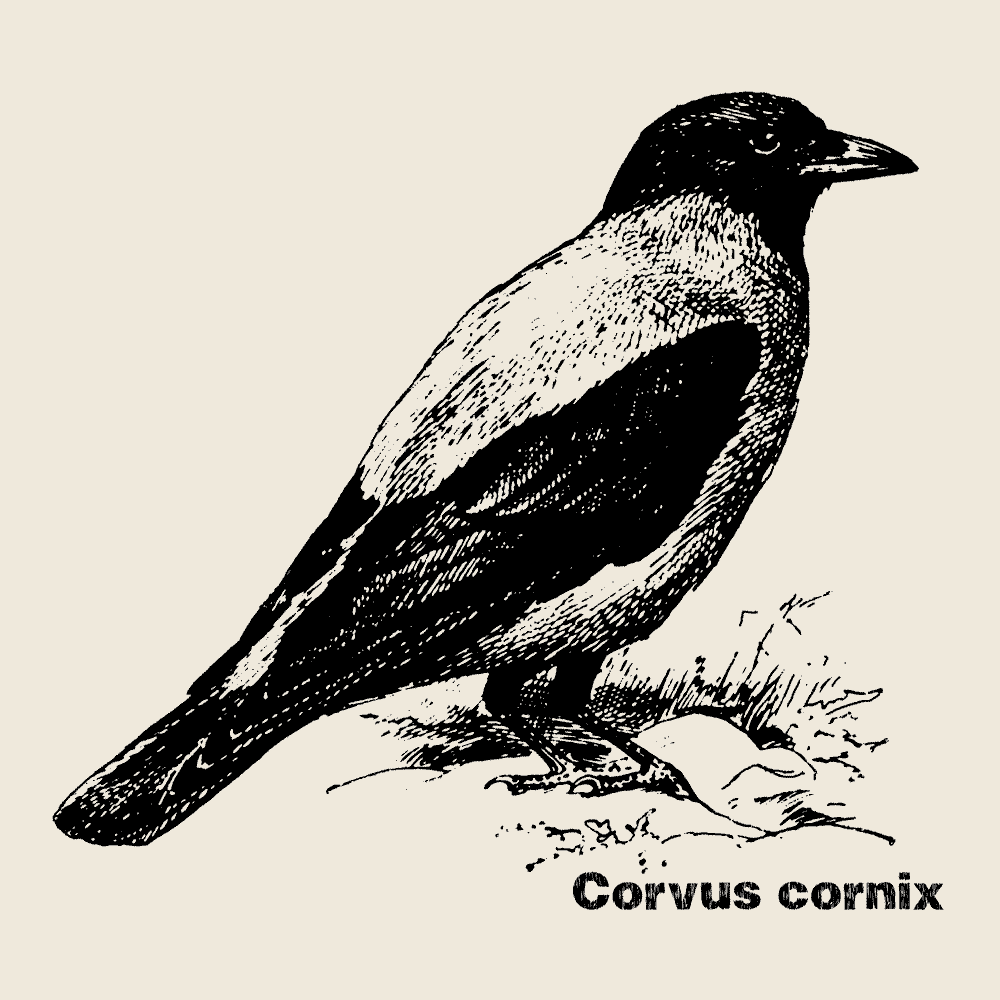 Hooded Crow Hoodie
