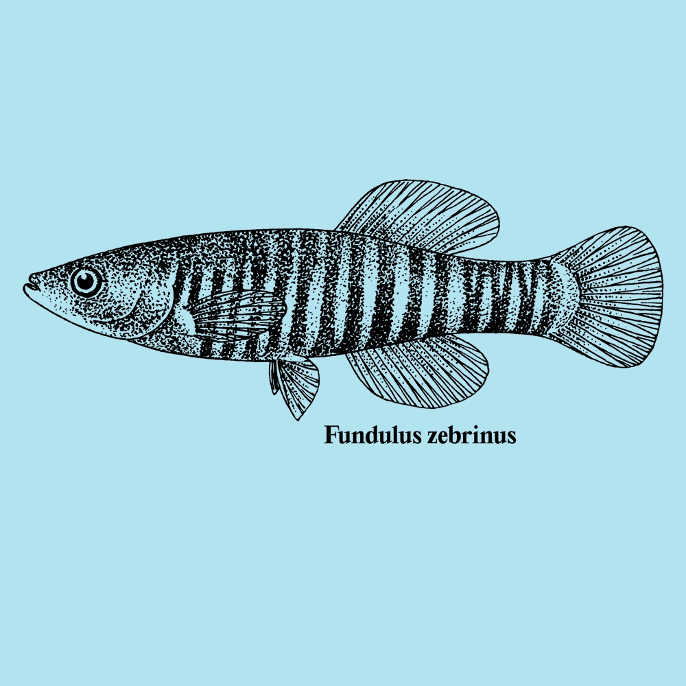 Fundulus zebrinus // Plains Killifish - Organic Cotton Sweatshirt