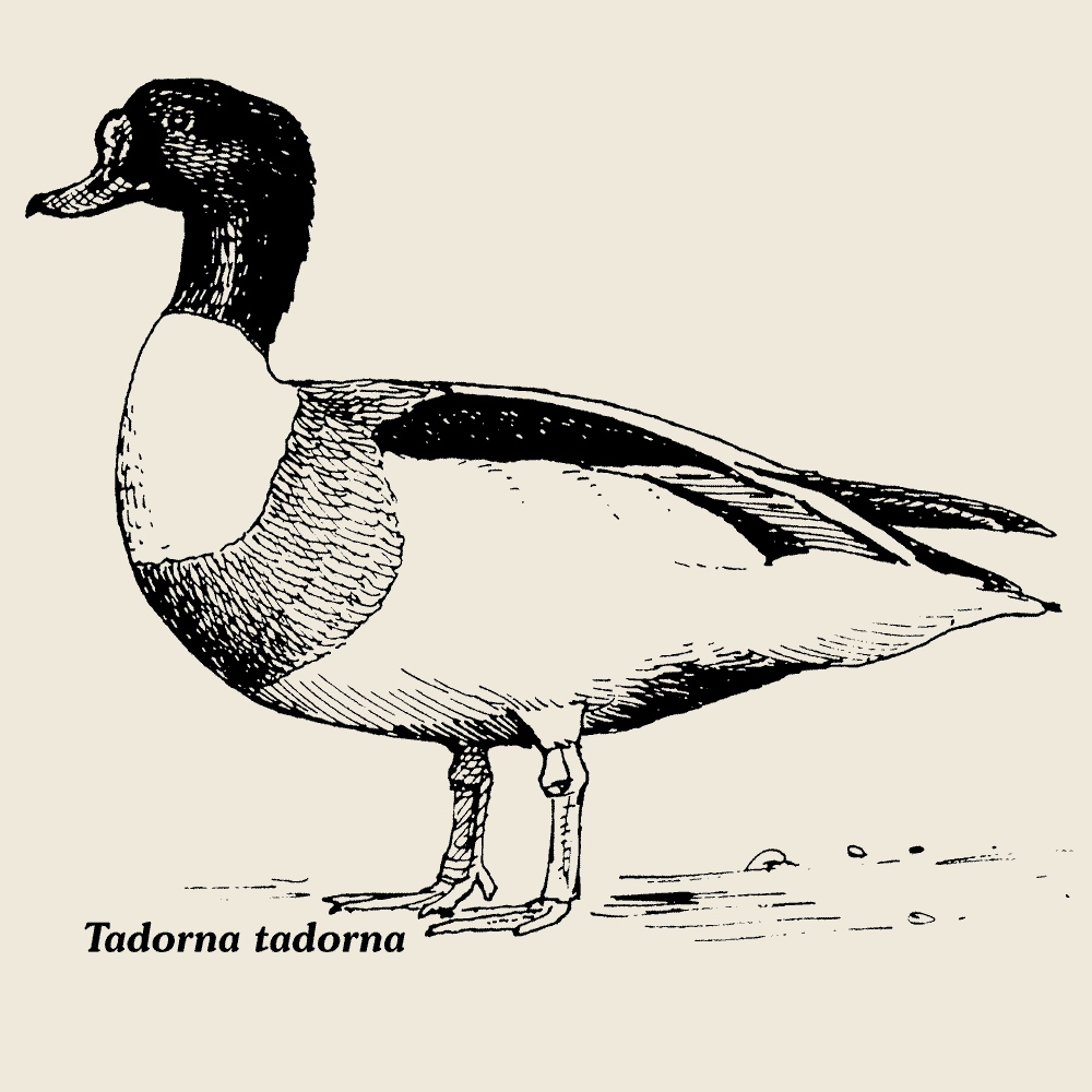 Common Shelduck, BirdShirt-Design