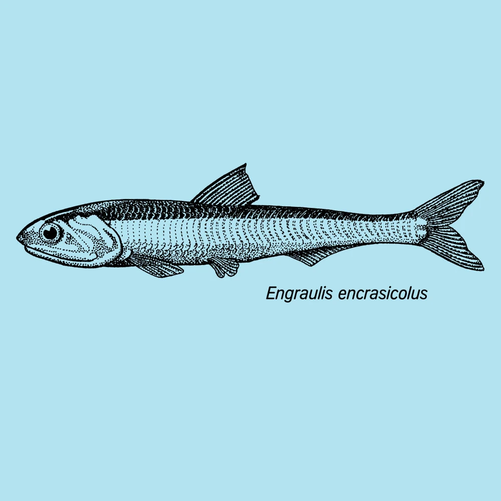 European Anchovy Sweater