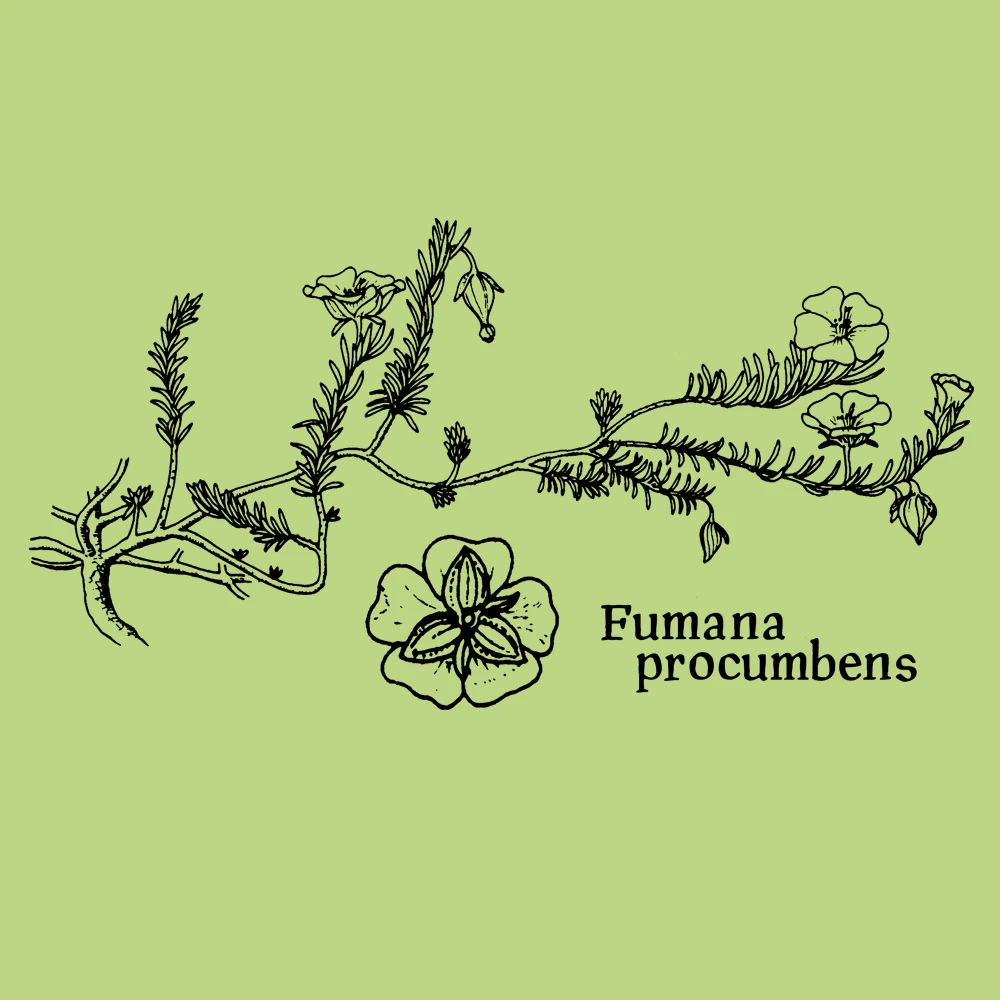 Sprawling Needle Sunrose Hoodie