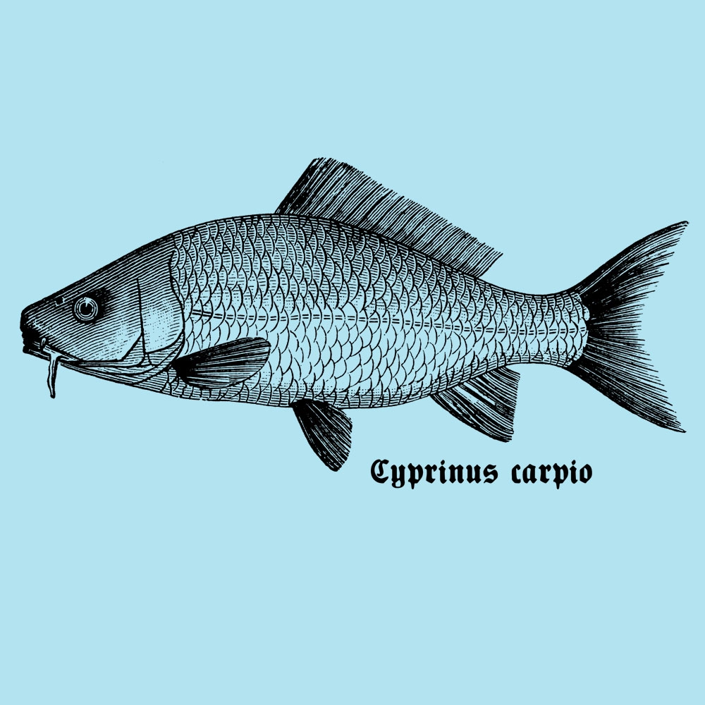 Common Carp T-Shirt