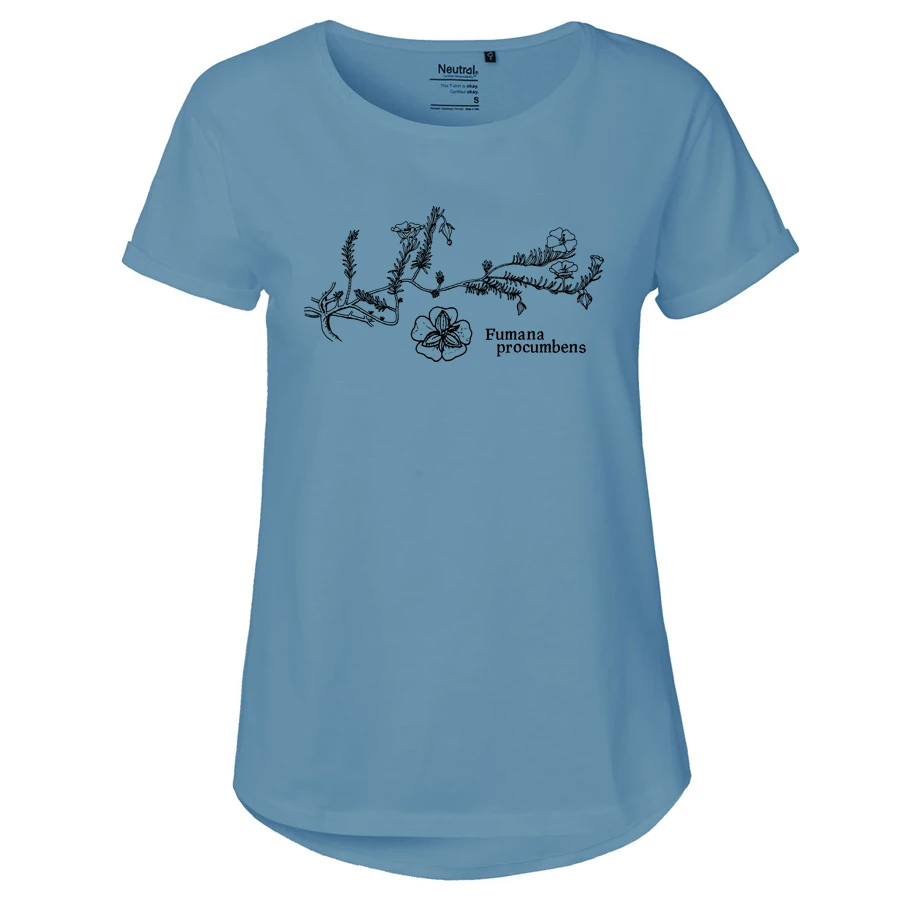 Sprawling Needle Sunrose Girlie