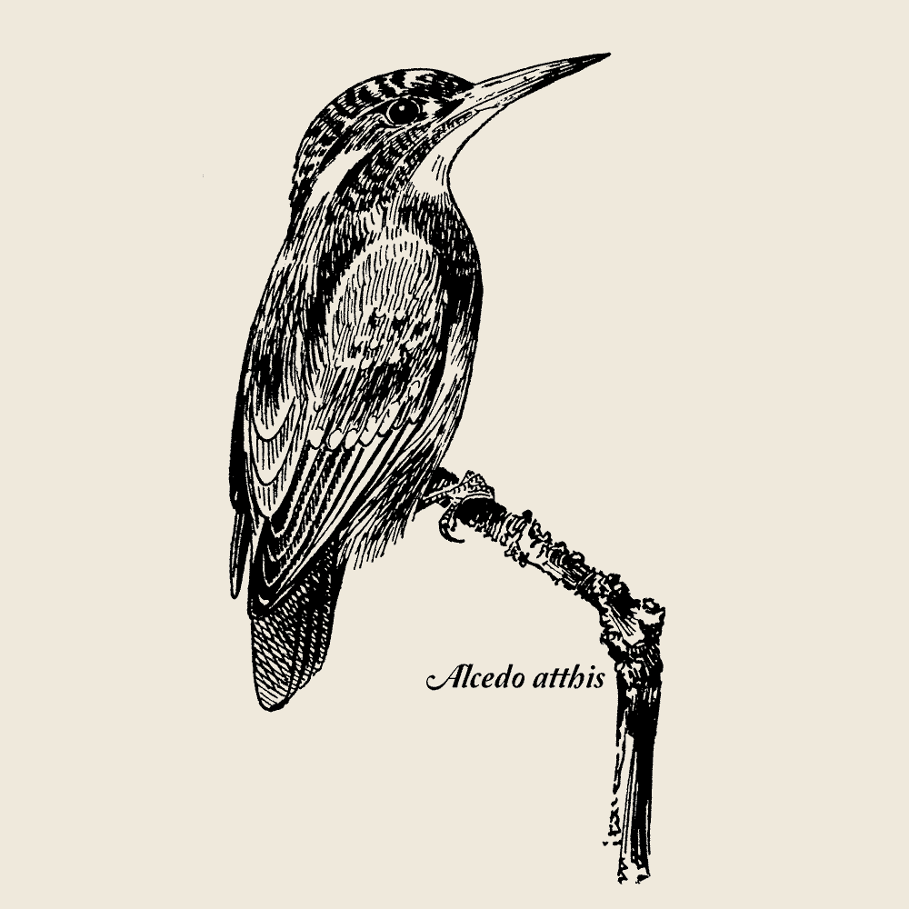 Common Kingfisher, T-Shirt Design