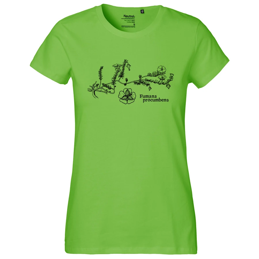 Sprawling Needle Sunrose Girlie