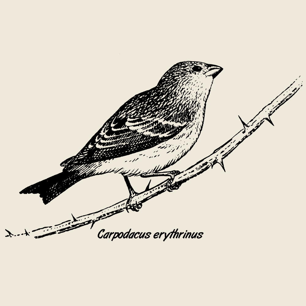 Common Rosefinch Longsleeve