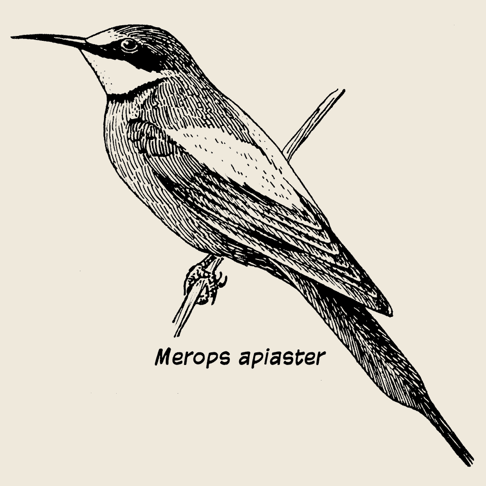 Merops apiaster, BirdShirt