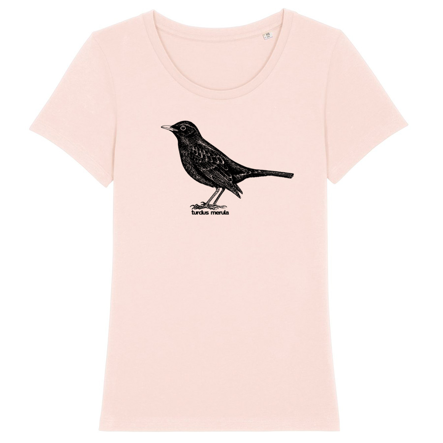 Common Blackbird  Girlie