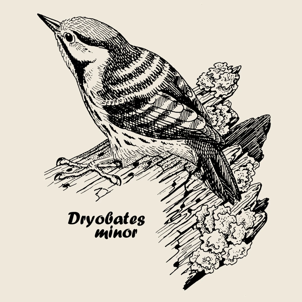 Lesser Spotted Woodpecker Girlie