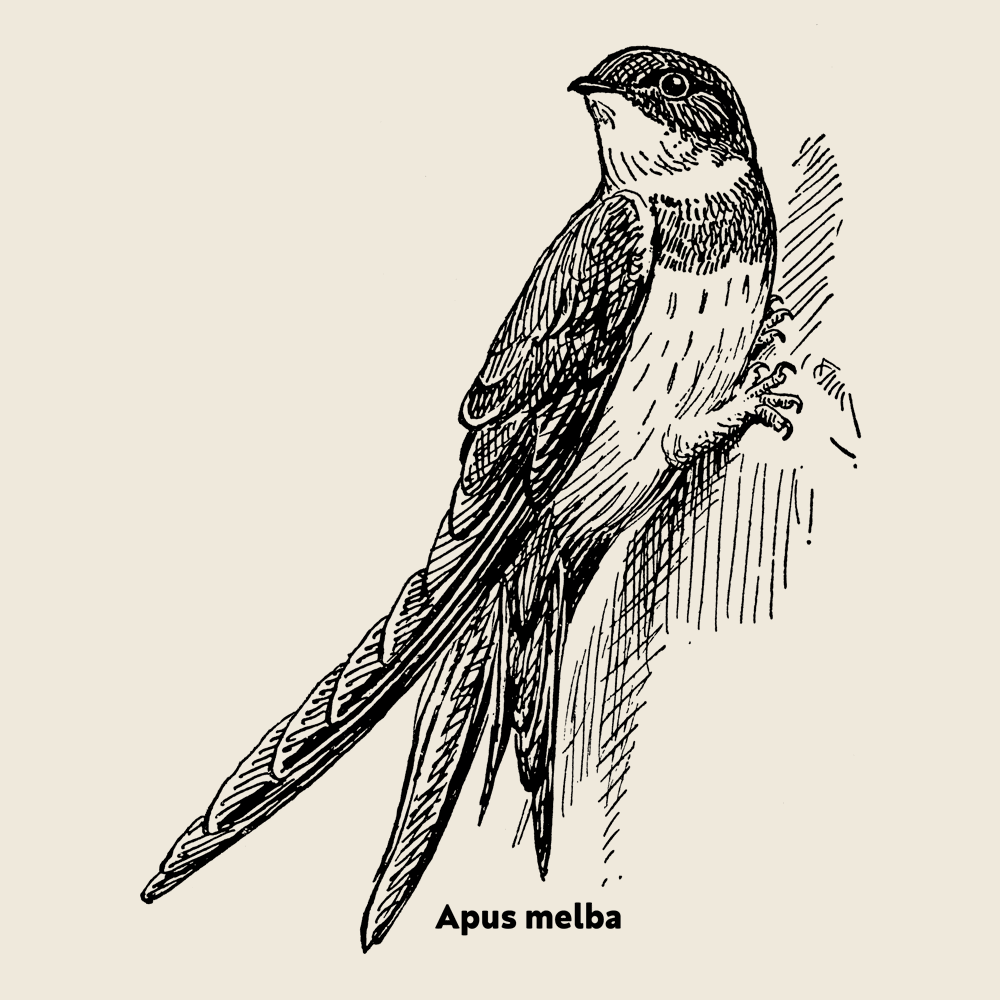 Alpine Swift, Organic Longsleeve with Screen Print