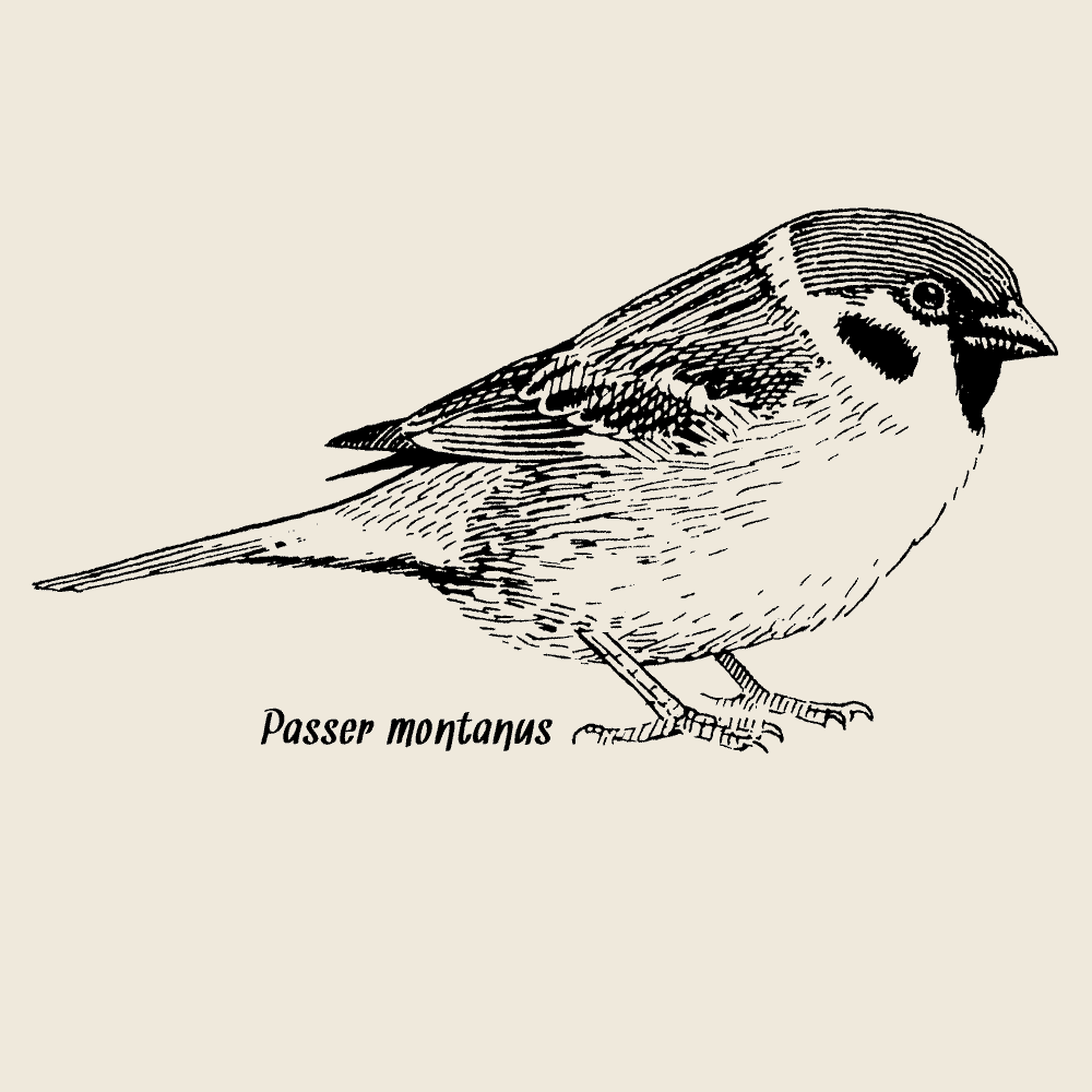 Eurasian Tree Sparrow, Screen Print