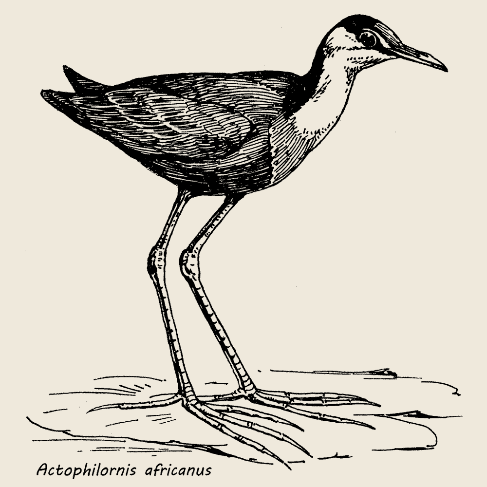 African Jacana, Vogelshirt langarm