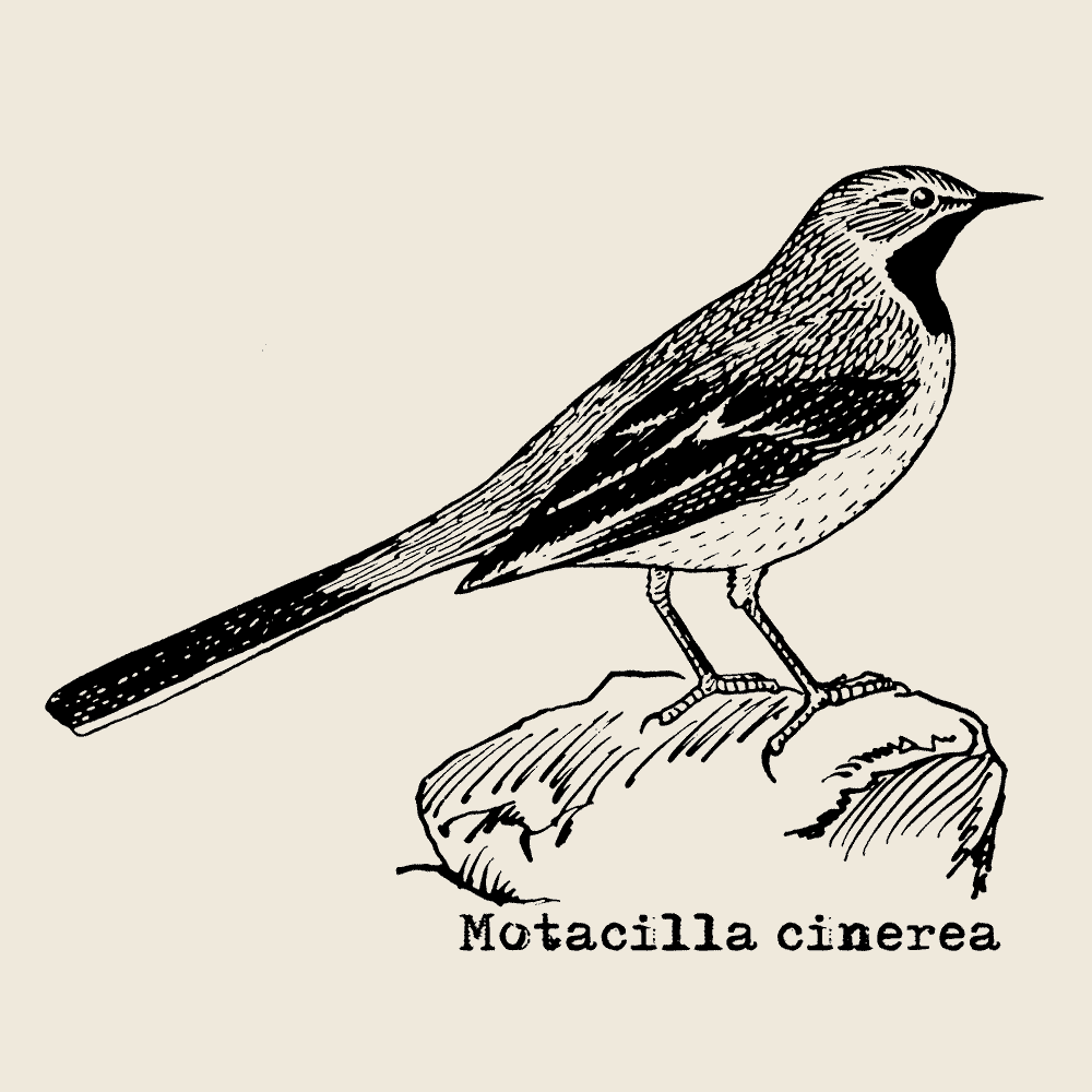 Grey Wagtail, BirdShirt-Design