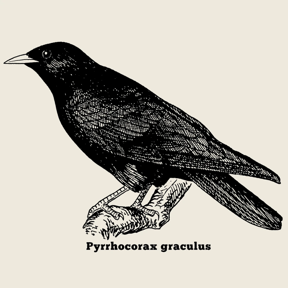 Yellow-billed Chough T-Shirt