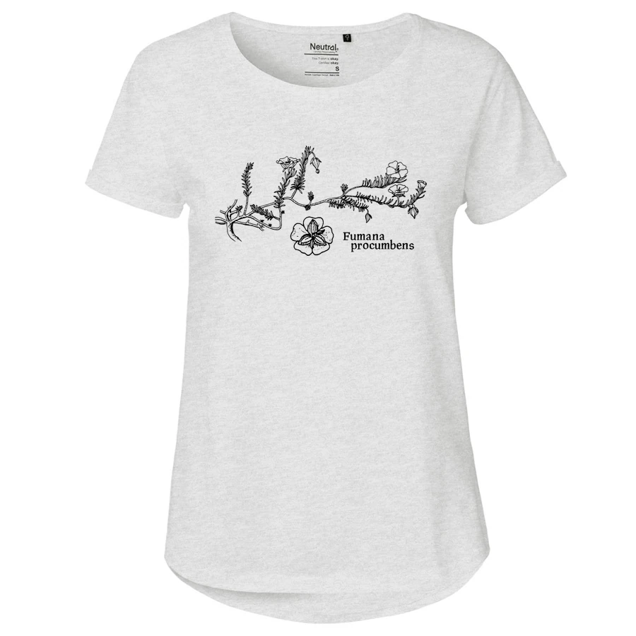 Sprawling Needle Sunrose Girlie