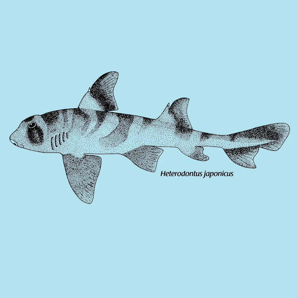Japanese Bullhead Shark Longsleeve