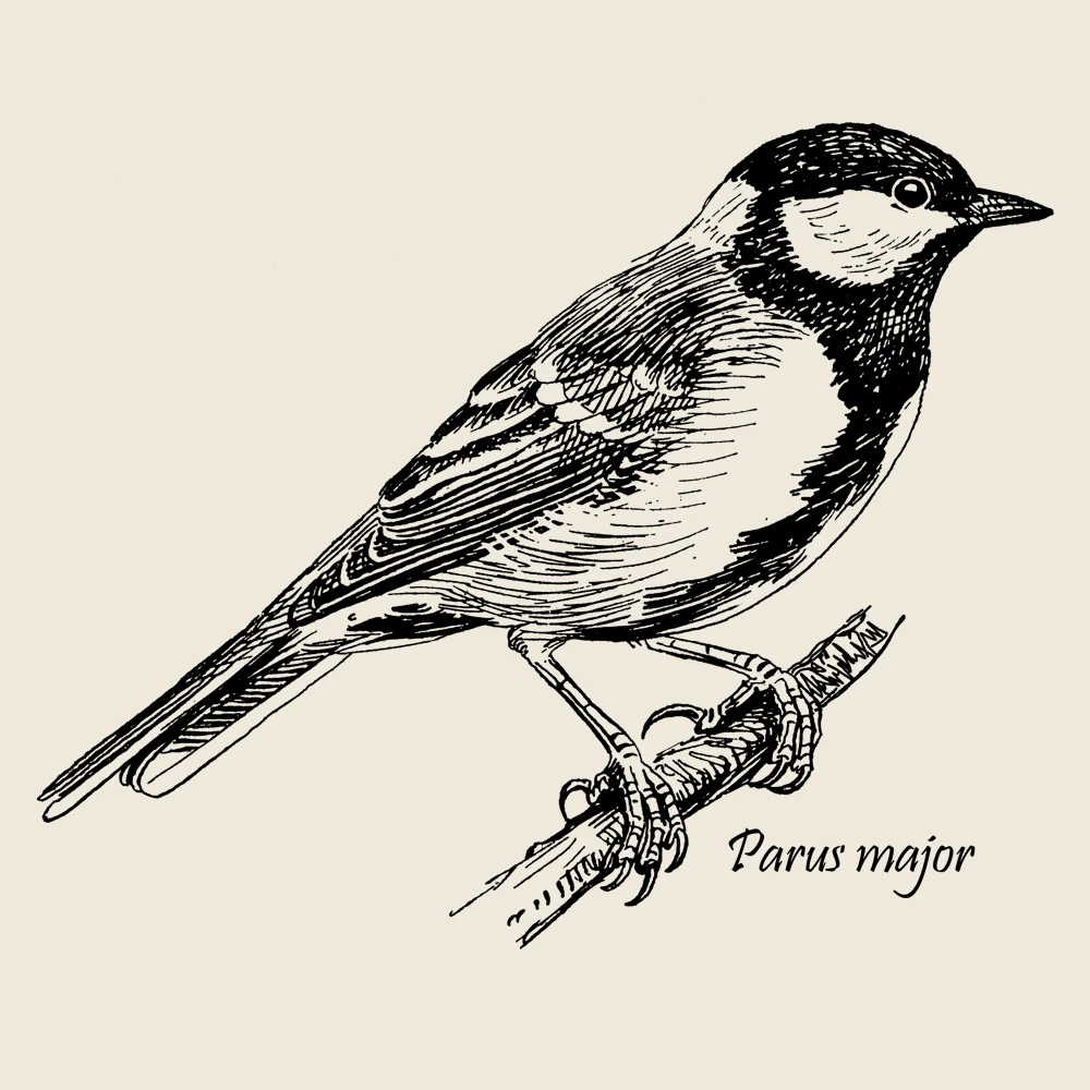 Great Tit Sweatshirt