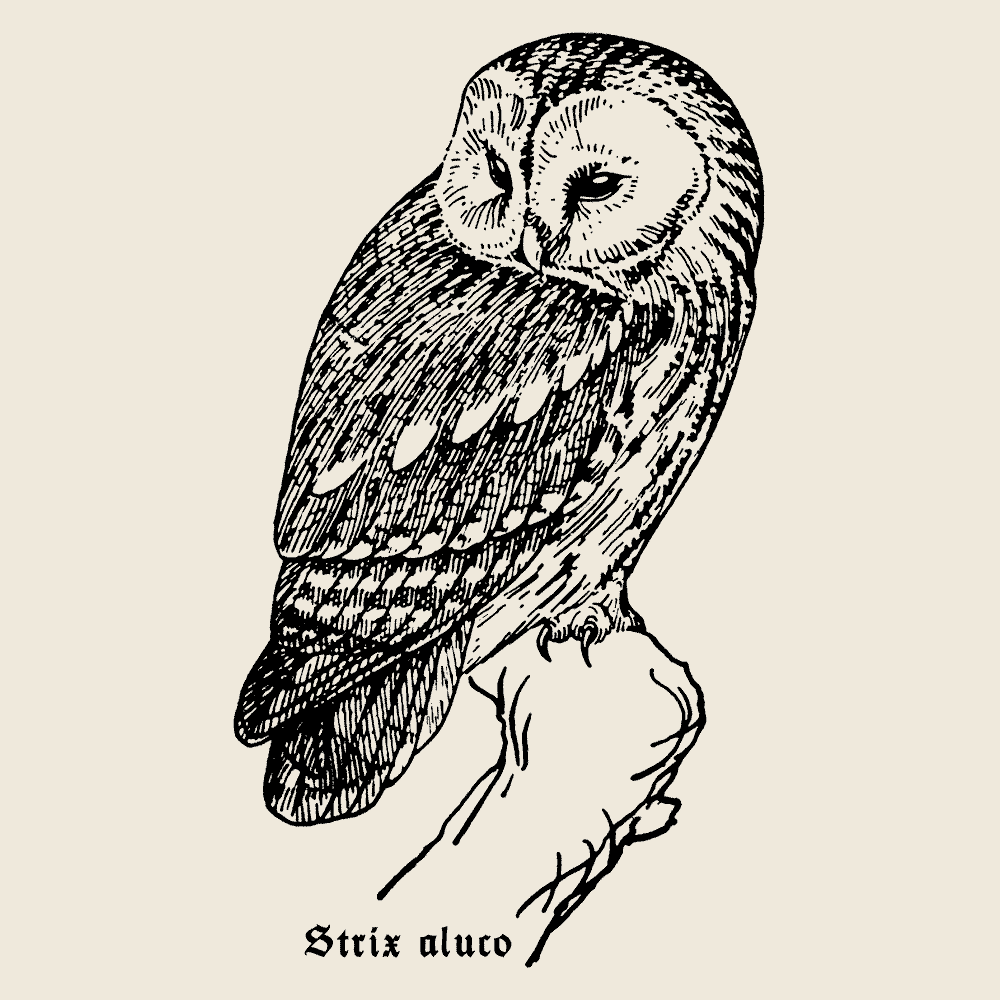 Tawny Owl Longsleeve Tawny Owl Longsleeve