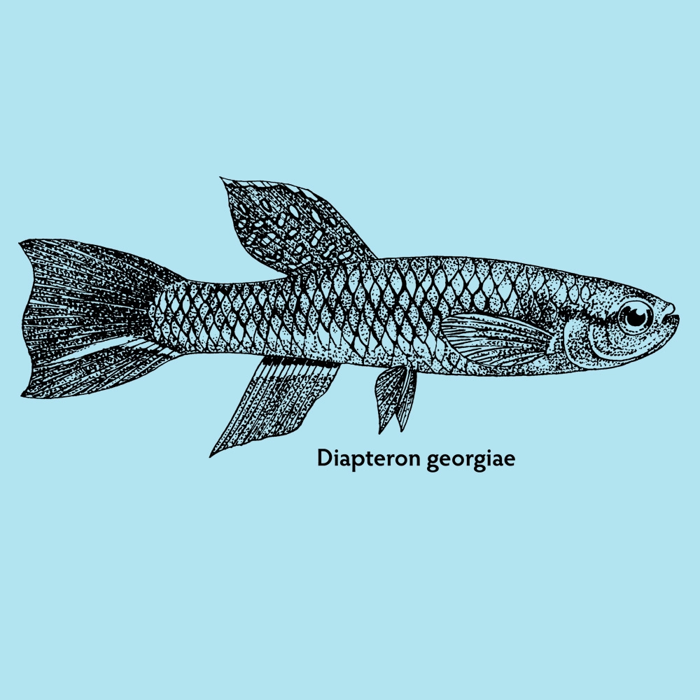Georgiae Killifish Longsleeve