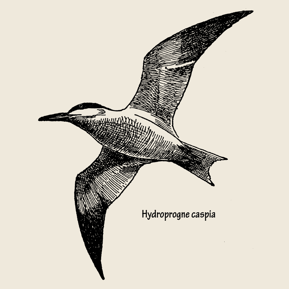 Caspian Tern Longsleeve