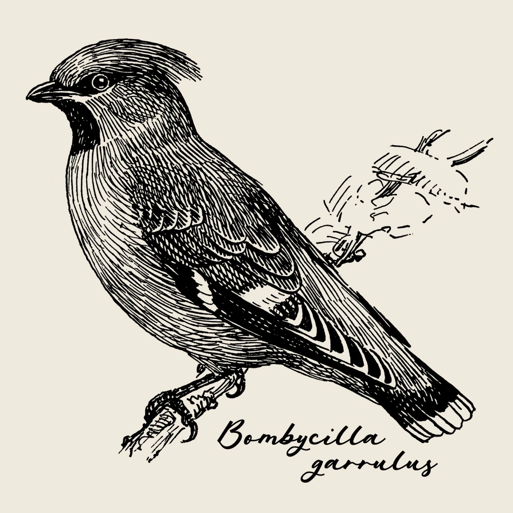 Bohemian Waxwing T-Shirt